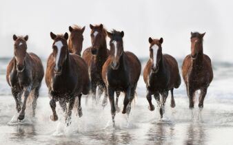 William Blair Investment Management