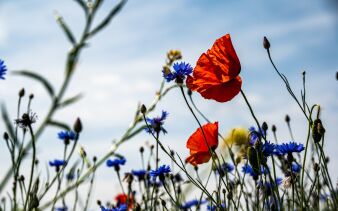 Foto von Palle Knudsen auf Unsplash